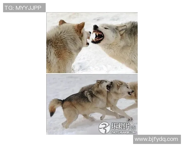 狼队与约维尔激战正酣谁能在这场较量中笑到最后